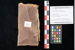 Foto (Objekt + Etikett) von Quercus palaeoilex Ettingshausen (NHMW-GEO-2024-0188-0837)